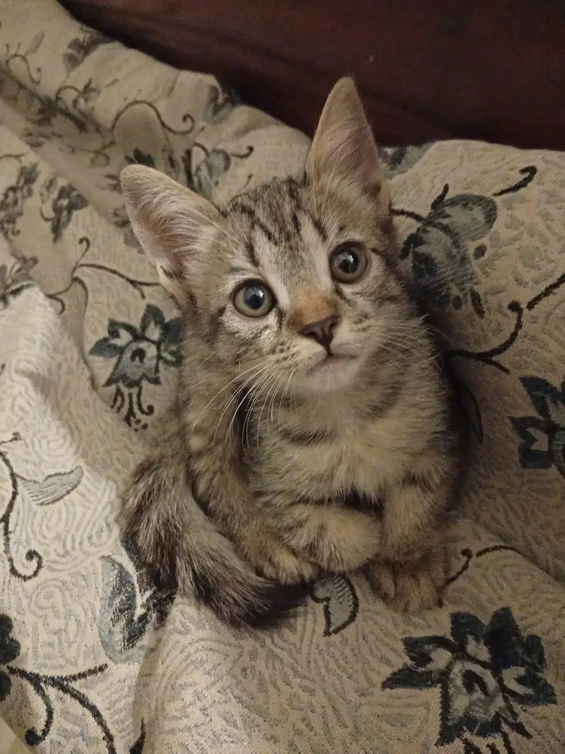 parsian mix male kitten 2 month old — photo 2