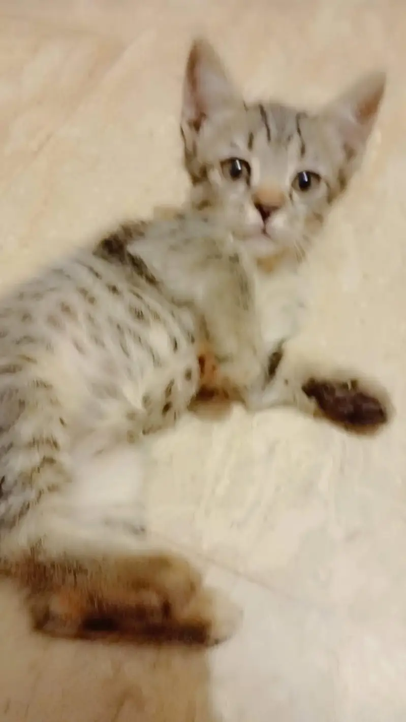 parsian mix male kitten 2 month old — photo 3