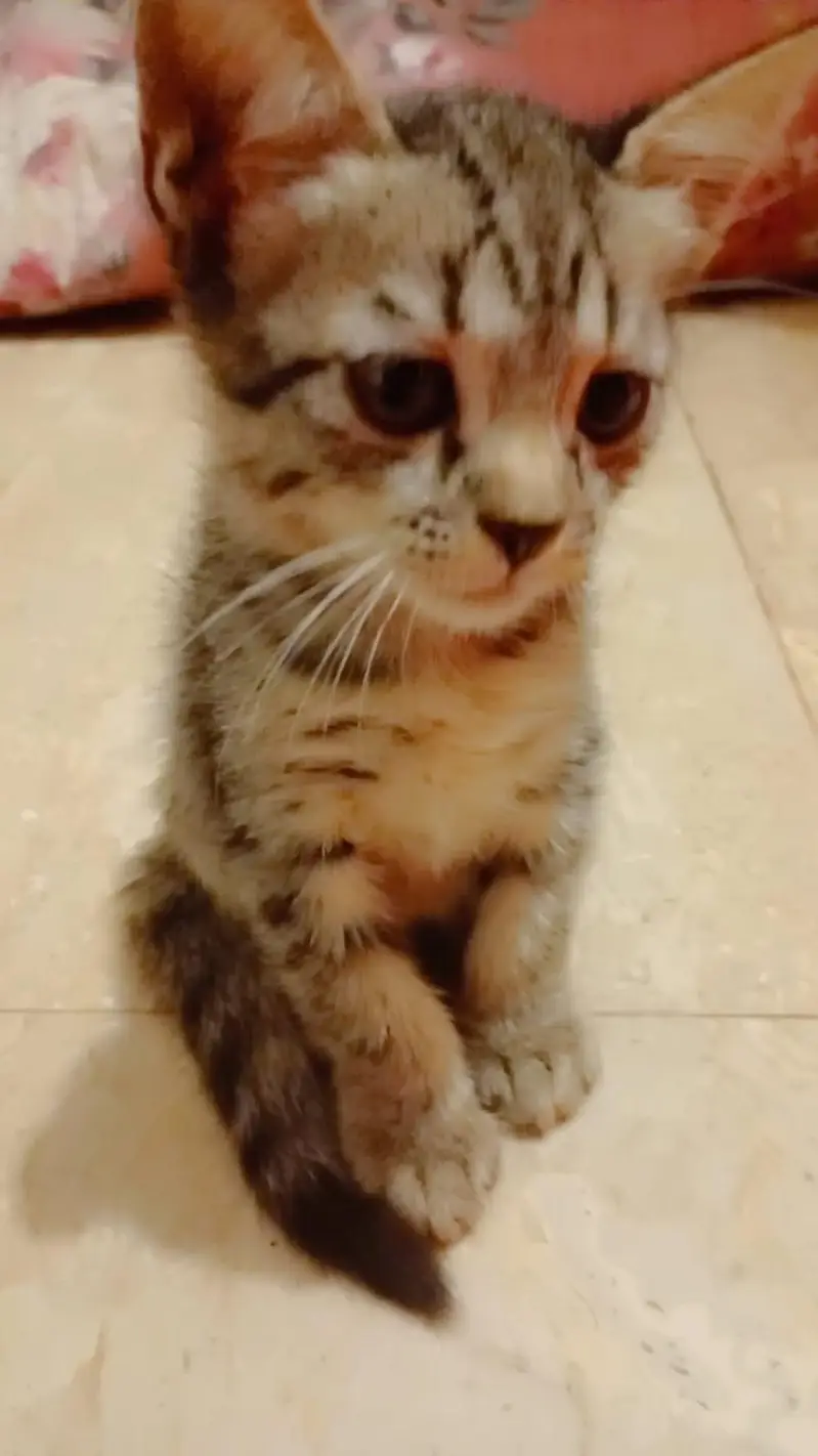parsian mix male kitten 2 month old — photo 4