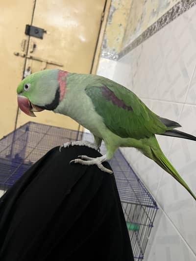 Active  Kashmiri Raw talking Parrots pair
