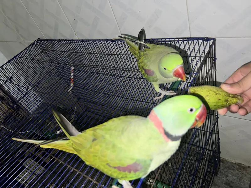Active  Kashmiri Raw talking Parrots pair — photo 3