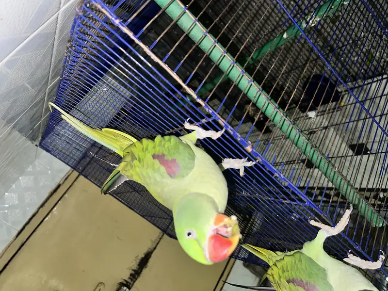 Active  Kashmiri Raw talking Parrots pair — photo 4