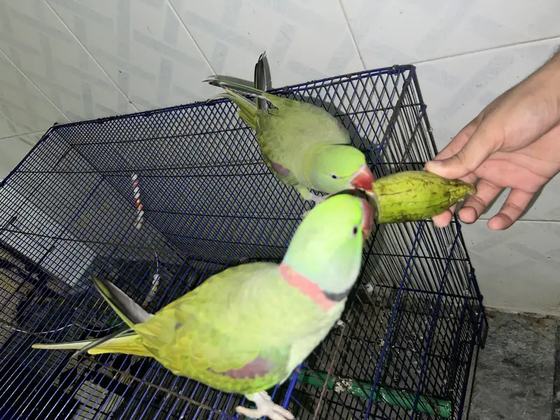Active  Kashmiri Raw talking Parrots pair — photo 5