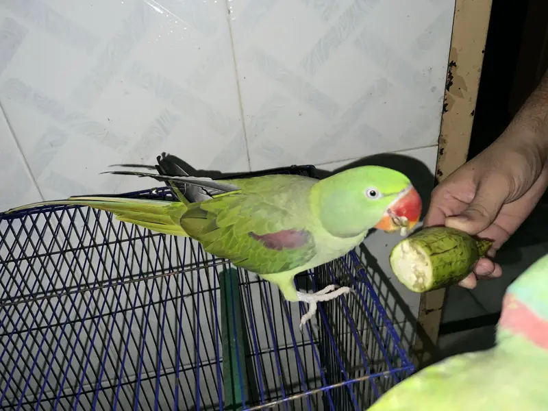 Active  Kashmiri Raw talking Parrots pair — photo 6
