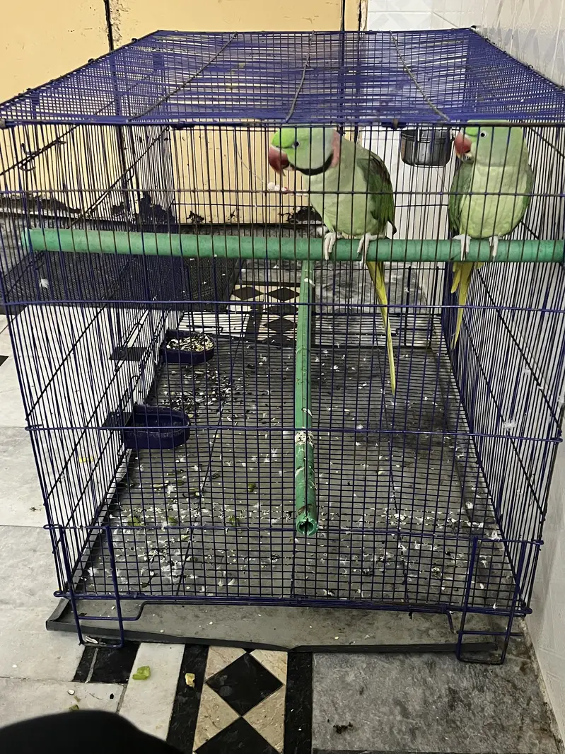 Active  Kashmiri Raw talking Parrots pair — photo 7