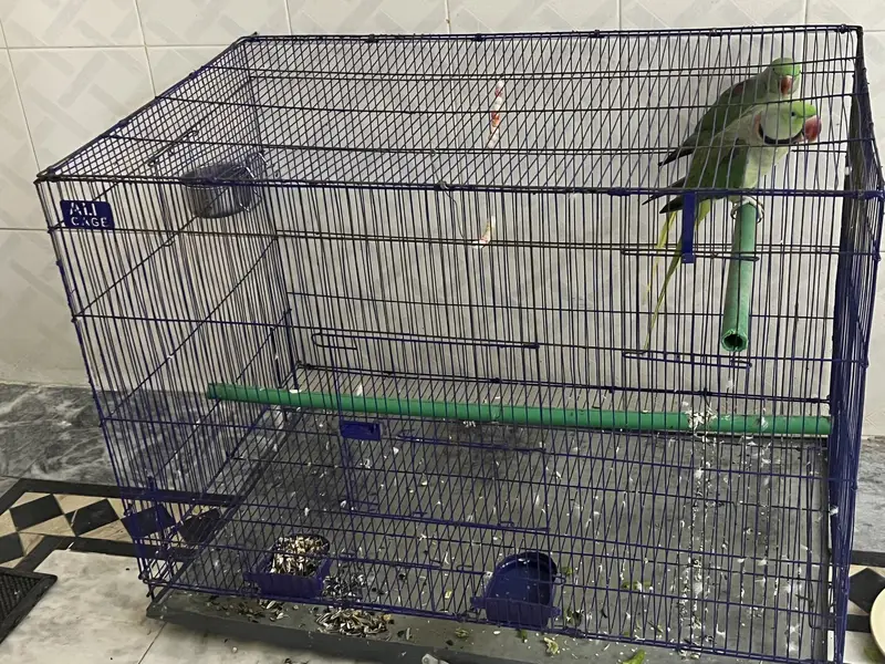 Active  Kashmiri Raw talking Parrots pair — photo 8