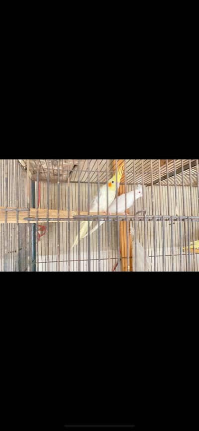 Cockatiel pathe for sale