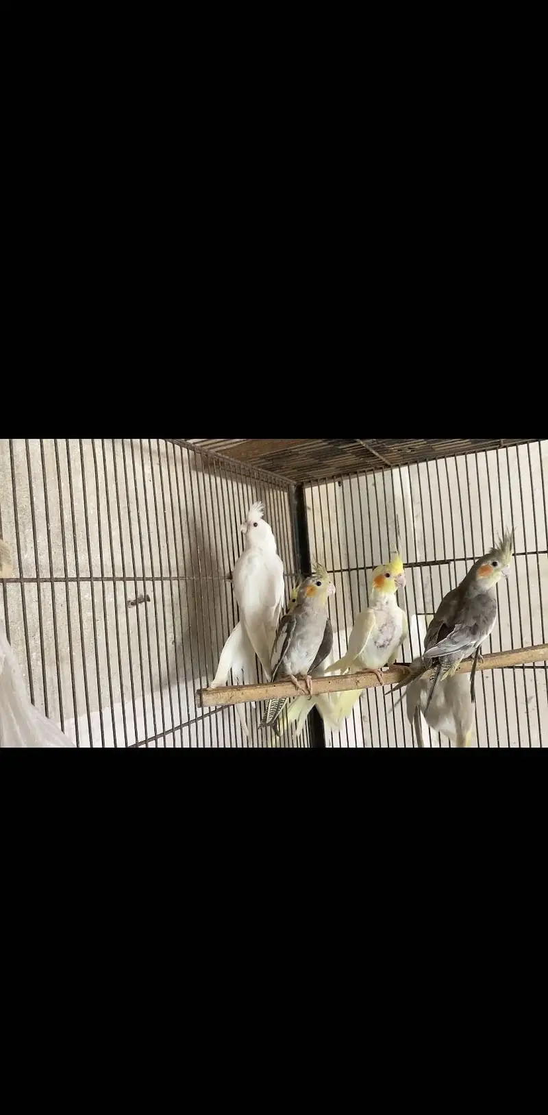 Cockatiel pathe for sale — photo 2