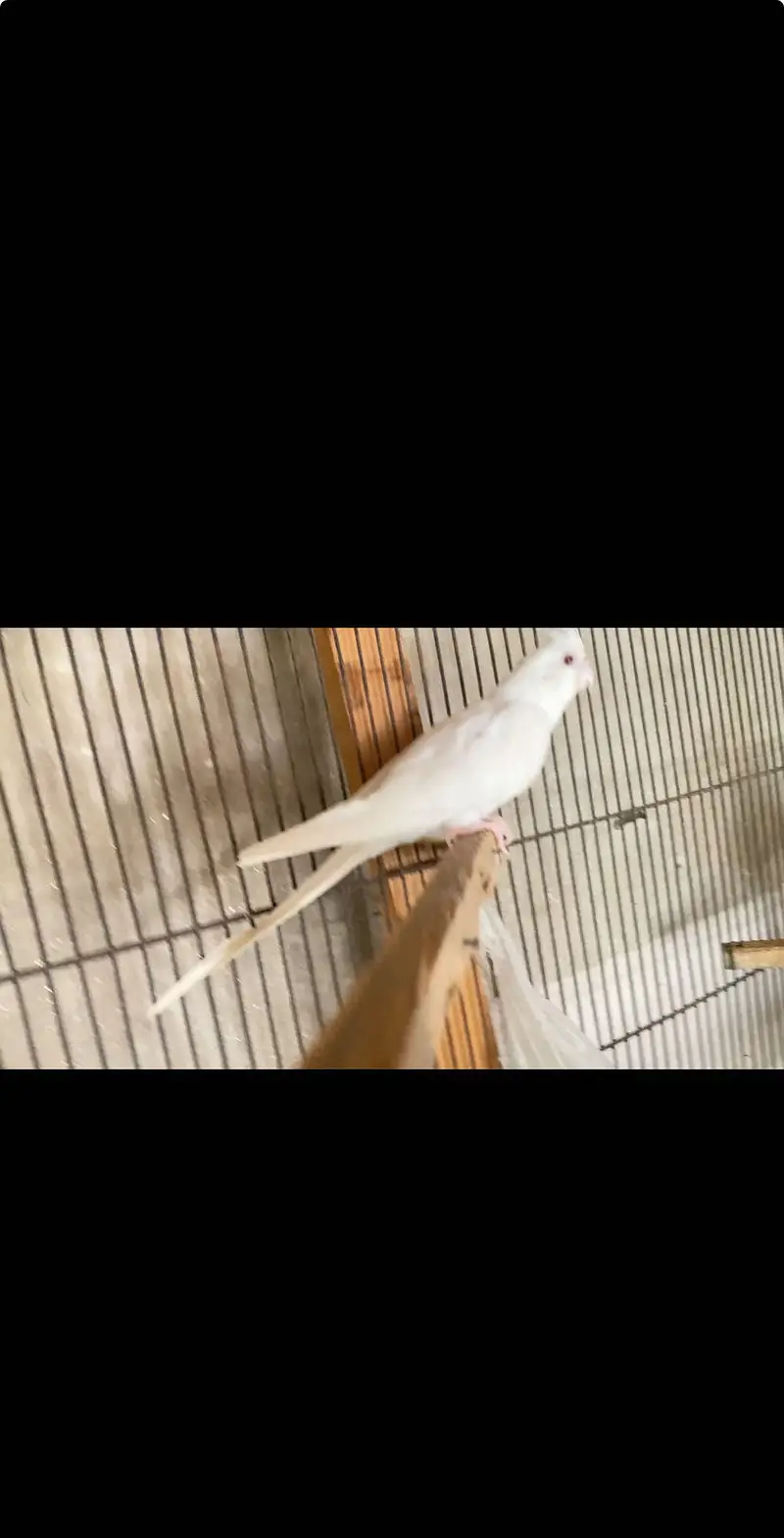 Cockatiel pathe for sale — photo 3