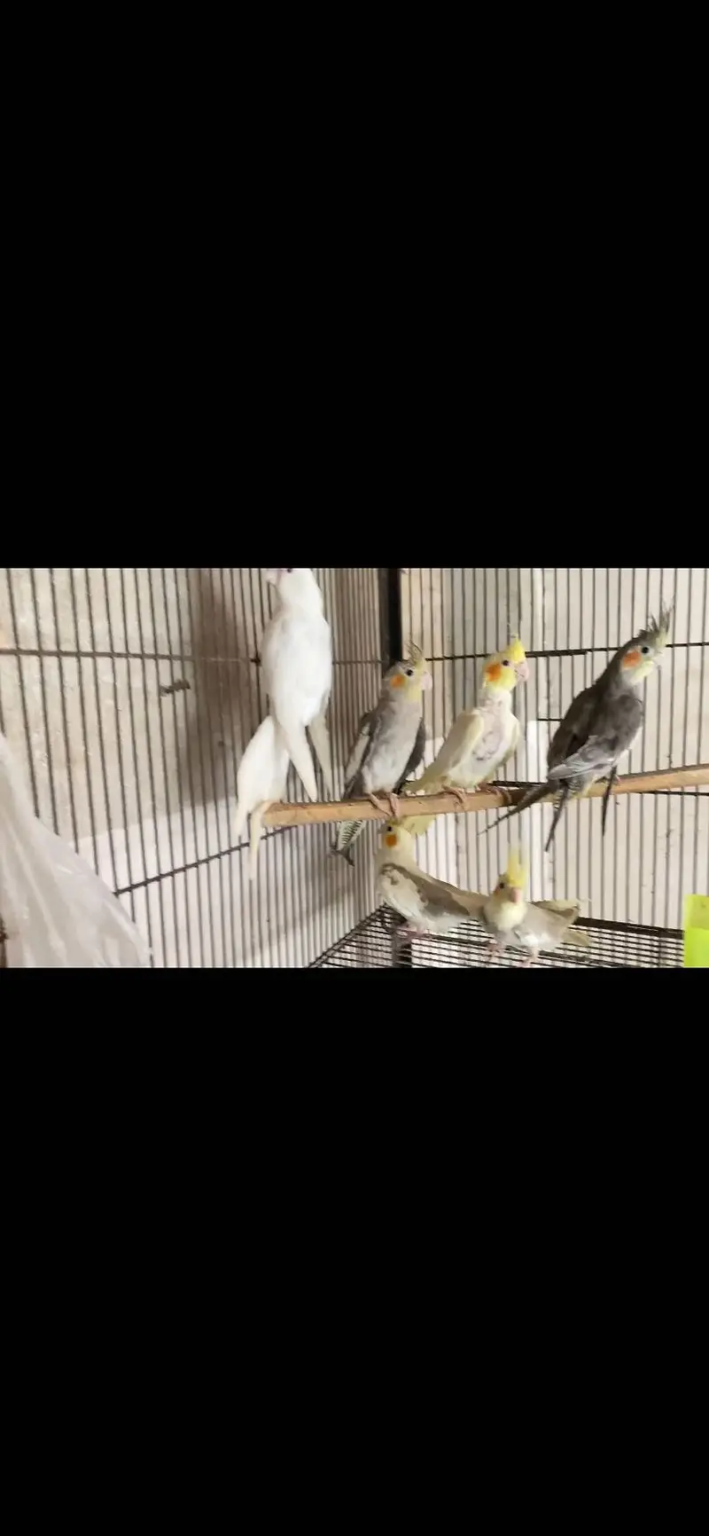 Cockatiel pathe for sale — photo 4