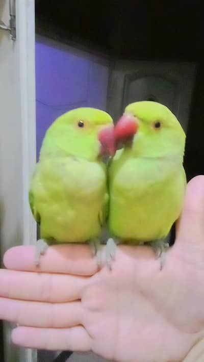 Single 6000 Pair 12000 Green ringneck parrots handtame Male/Female
