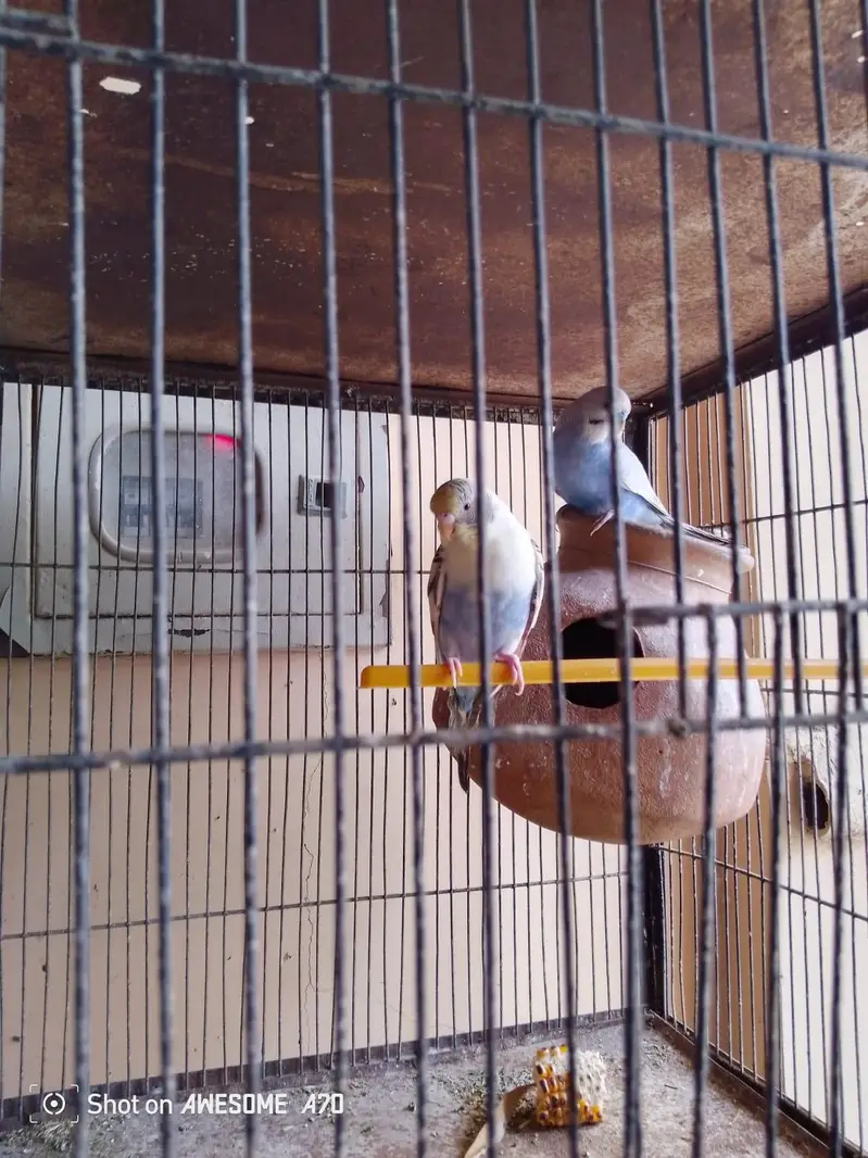 I am sale my cage — photo 2
