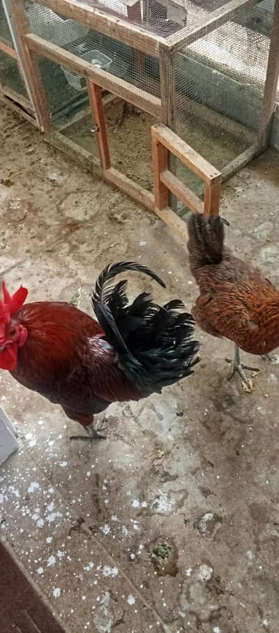 old English game pair for sale