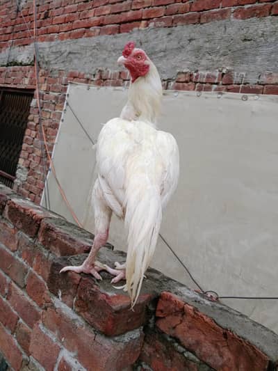 aseel Heera/Heera breeder male/white aseel