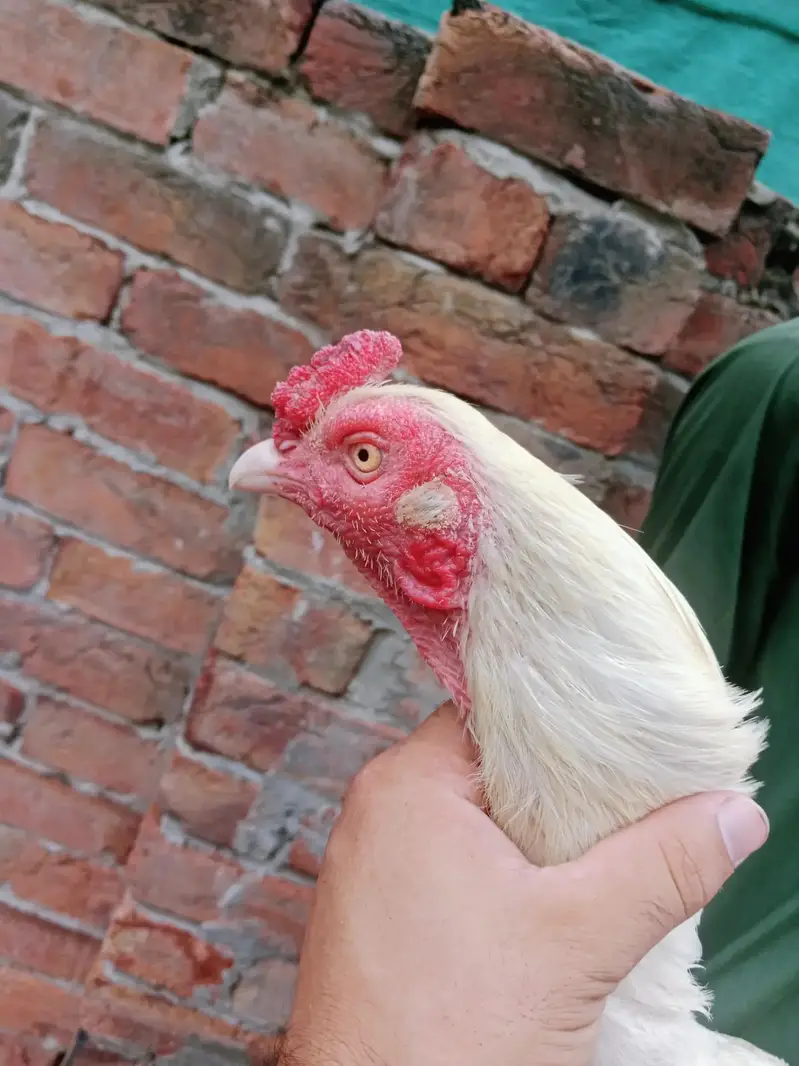 aseel Heera/Heera breeder male/white aseel — photo 2
