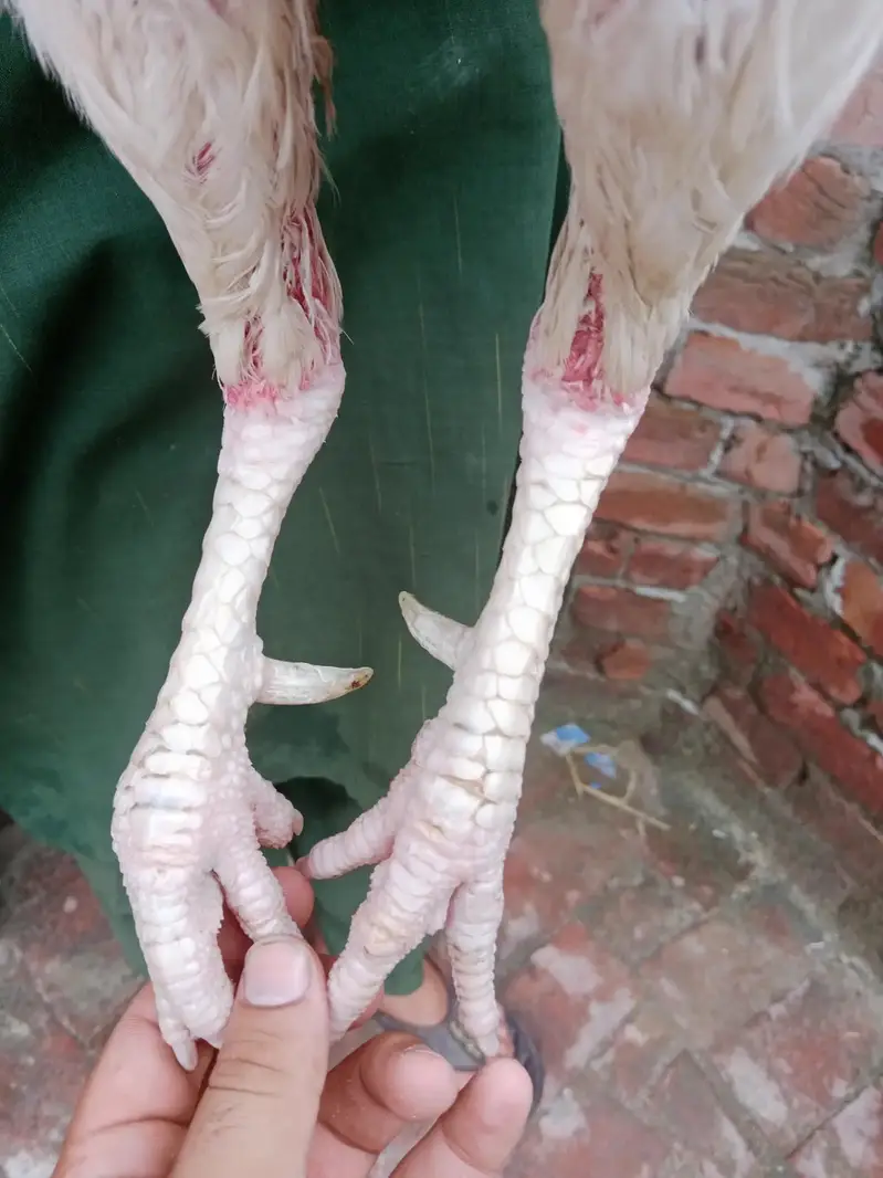 aseel Heera/Heera breeder male/white aseel — photo 3
