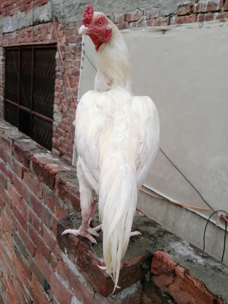 aseel Heera/Heera breeder male/white aseel — photo 4