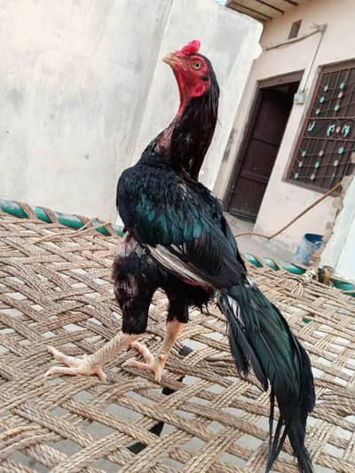 Lasani Aseel Murgh