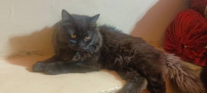 Persian Grey and black triple Coated