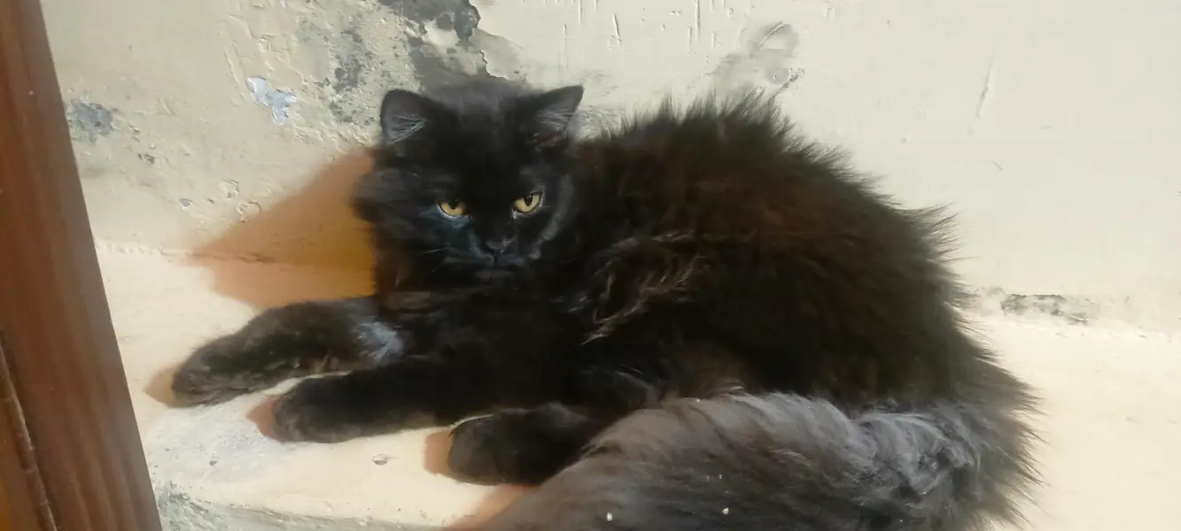 Persian Grey and black triple Coated — photo 2