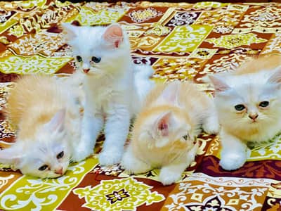 Persian Kitten