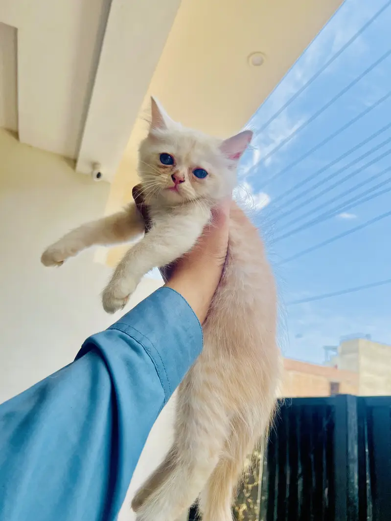 Persian Kitten — photo 2