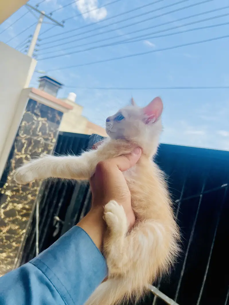 Persian Kitten — photo 4