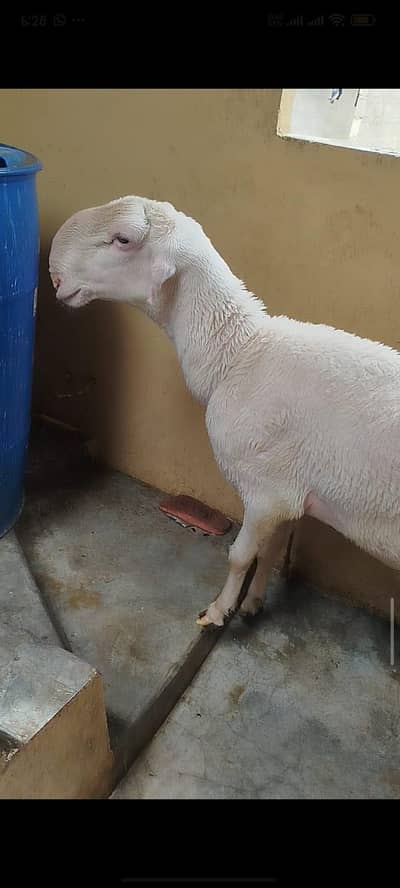 Mundra Dumba