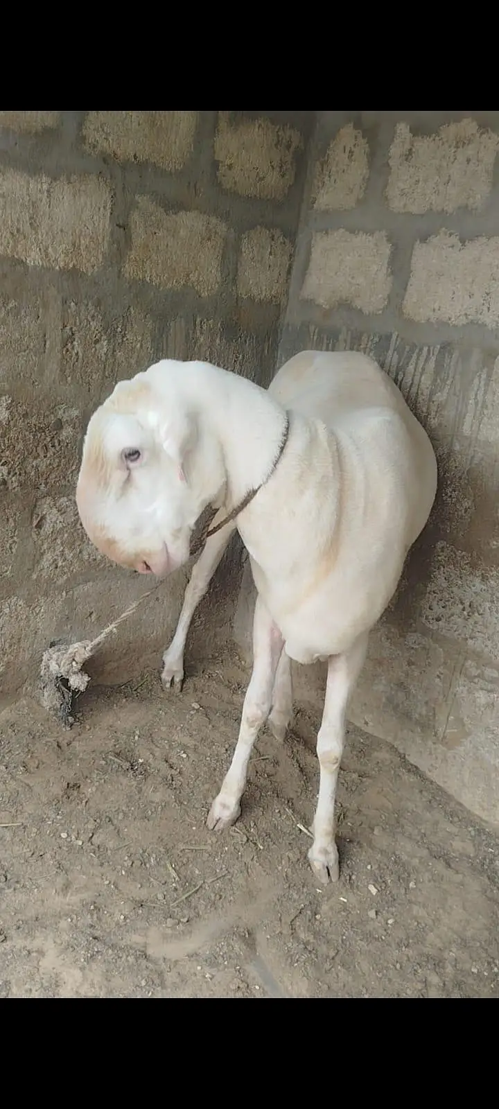 Mundra Dumba — photo 2