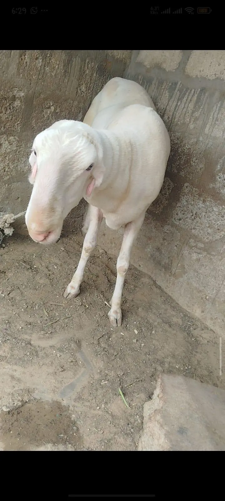 Mundra Dumba — photo 3
