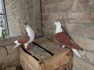 sherazi kabootar pigeon