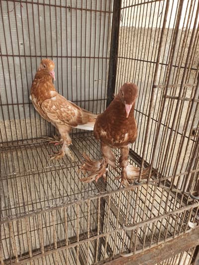 pouter pathay or female