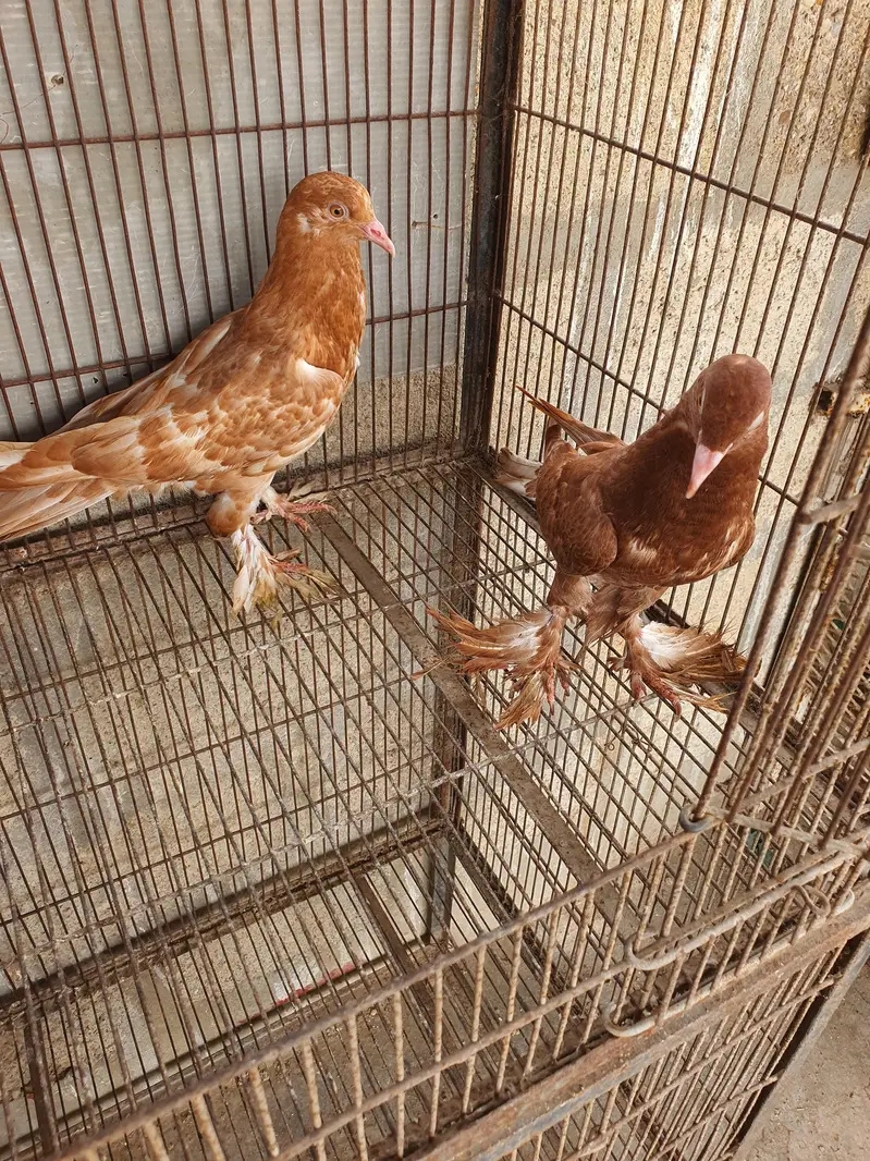 pouter pathay or female — photo 2