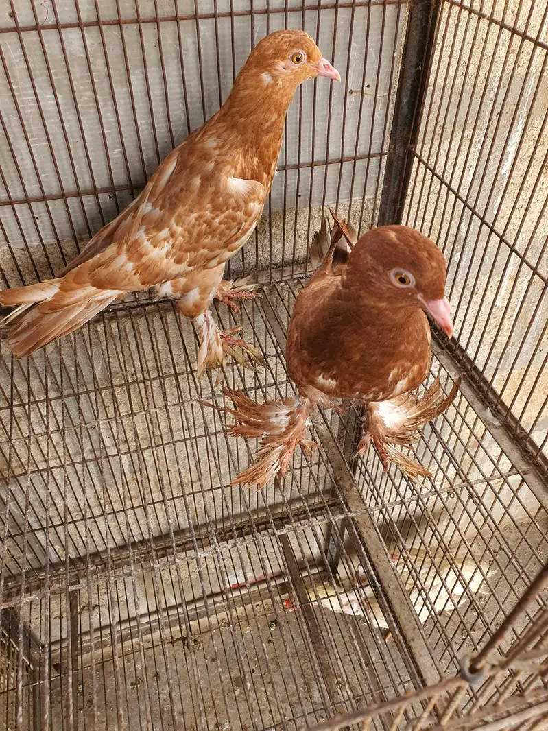 pouter pathay or female — photo 3