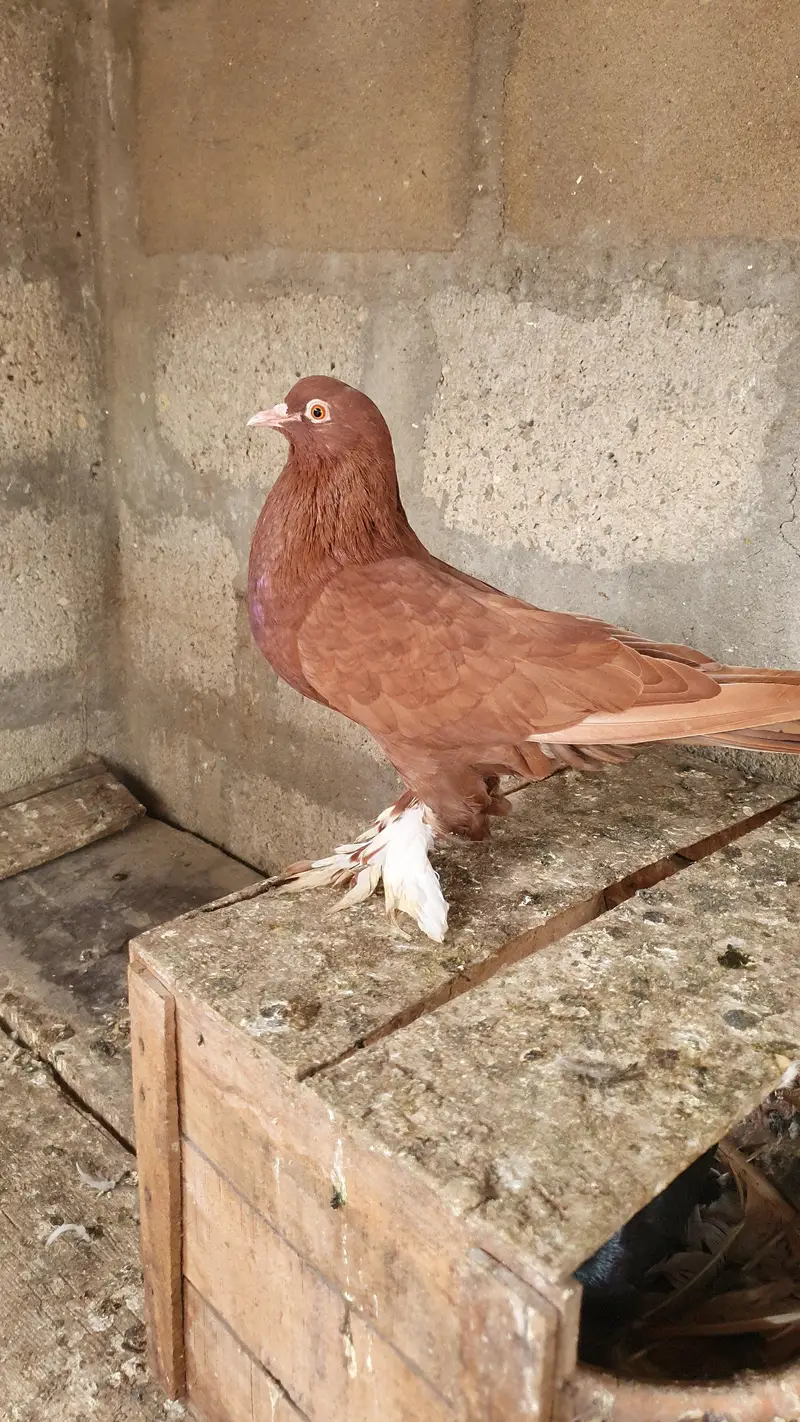 pouter pathay or female — photo 4