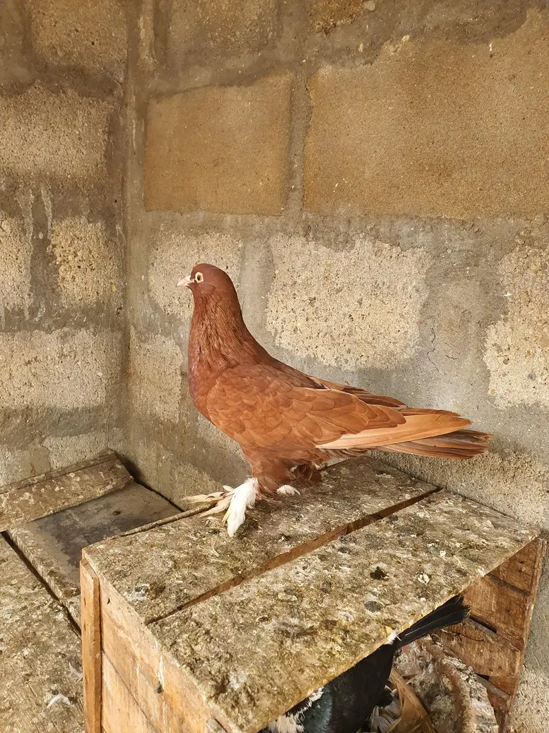 pouter pathay or female — photo 6