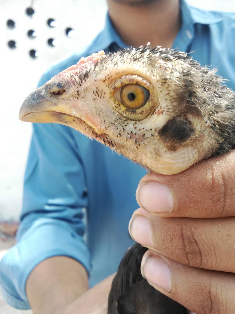 aseel chicks paly Khan breed lasani and mianwali aseel 2