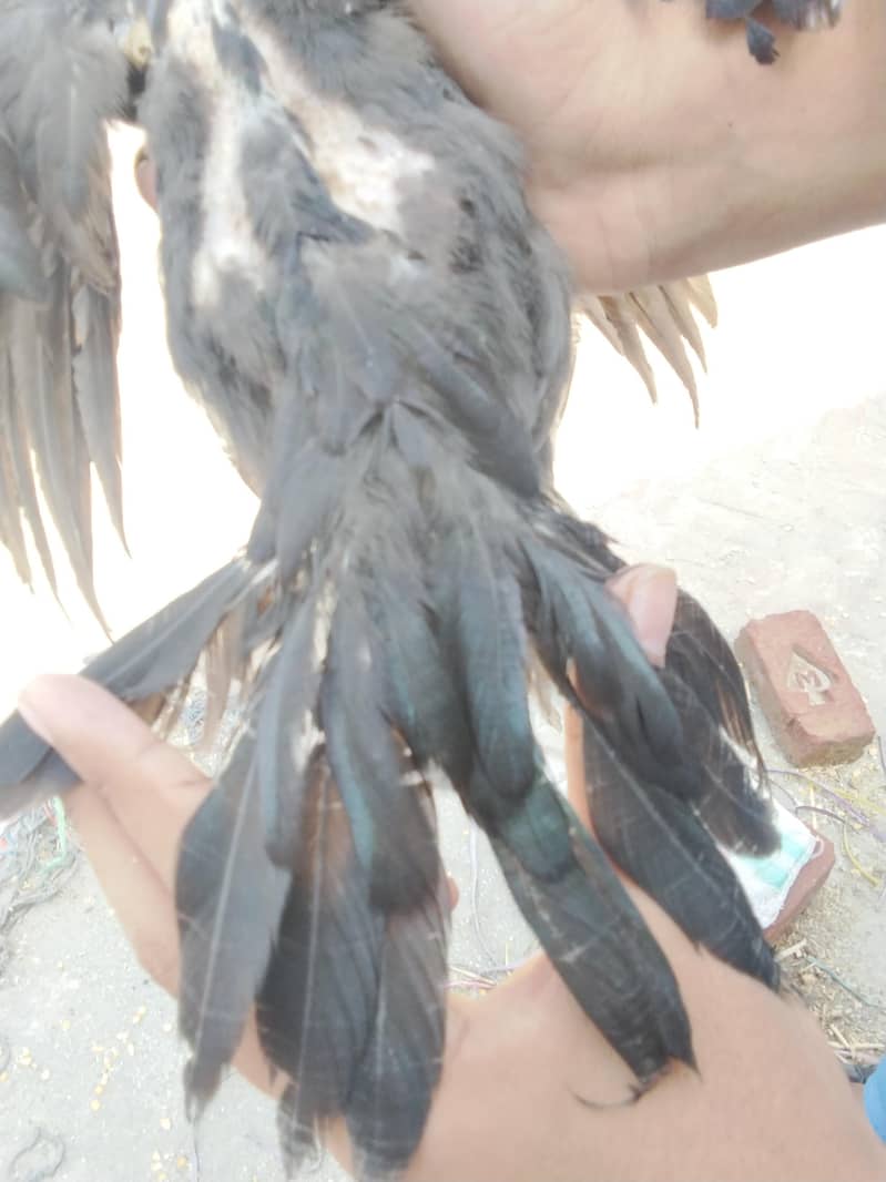 aseel chicks paly Khan breed lasani and mianwali aseel 3