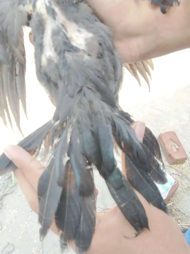 aseel — photo 4