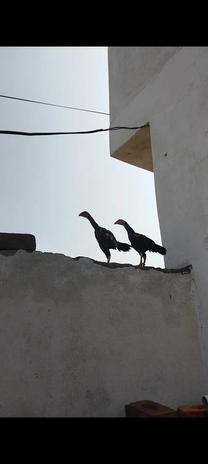 aseel — photo 6