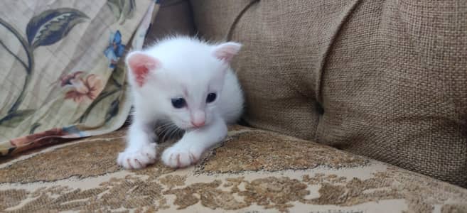 white kitten for sale