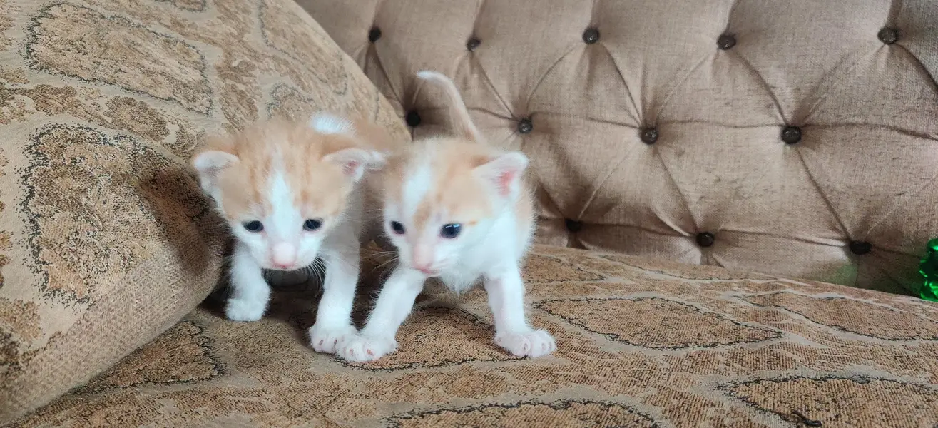 white kitten for sale — photo 2