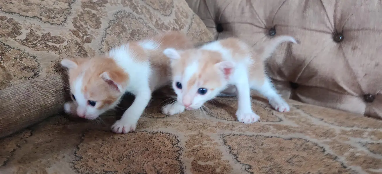 white kitten for sale — photo 3
