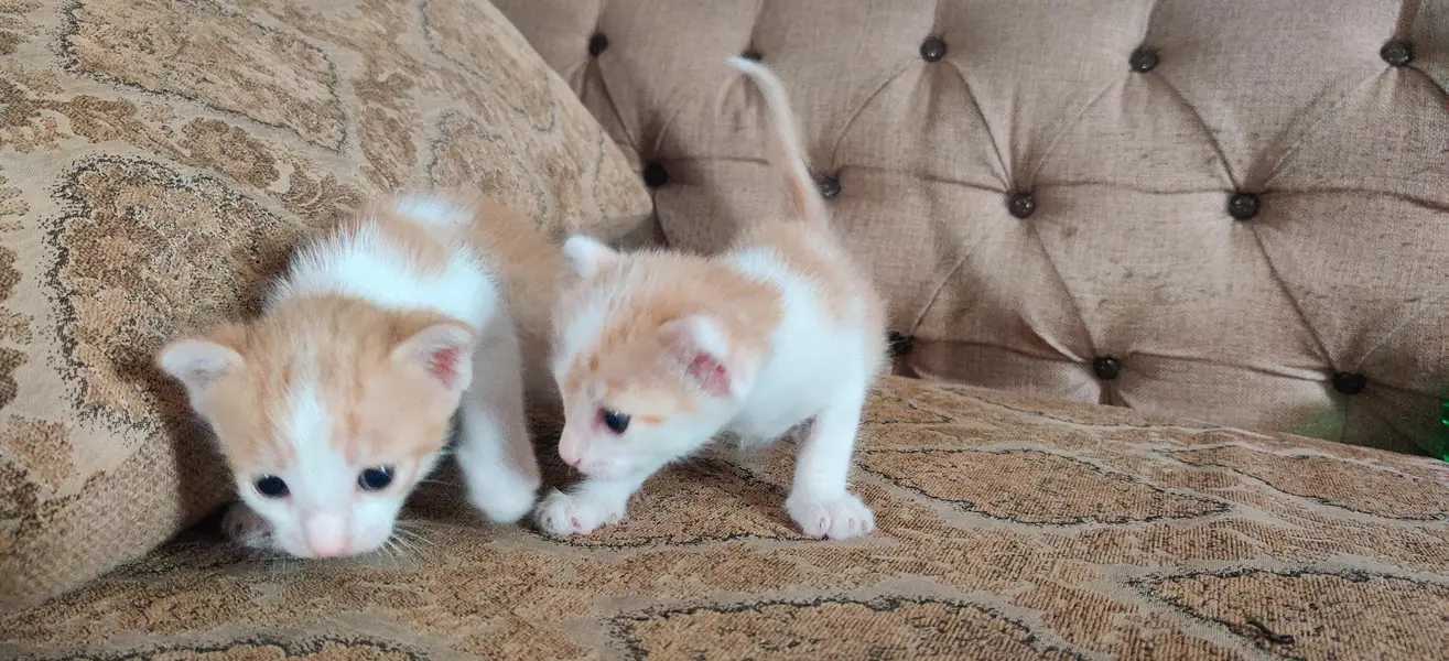white kitten for sale — photo 4
