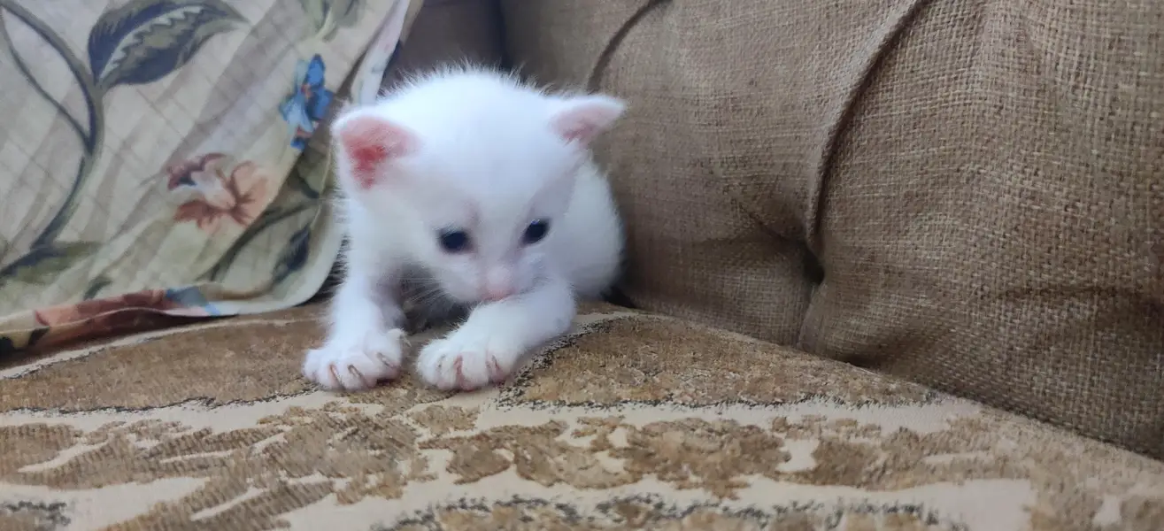 white kitten for sale — photo 5