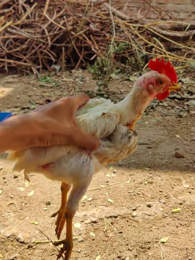 Brailer Full Healthy 6 Chick For sale