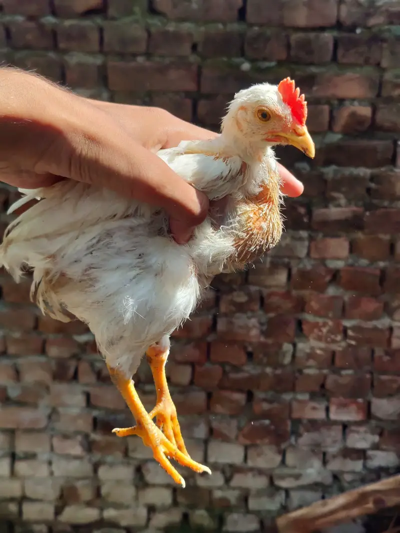 Brailer Full Healthy 6 Chick For sale — photo 2