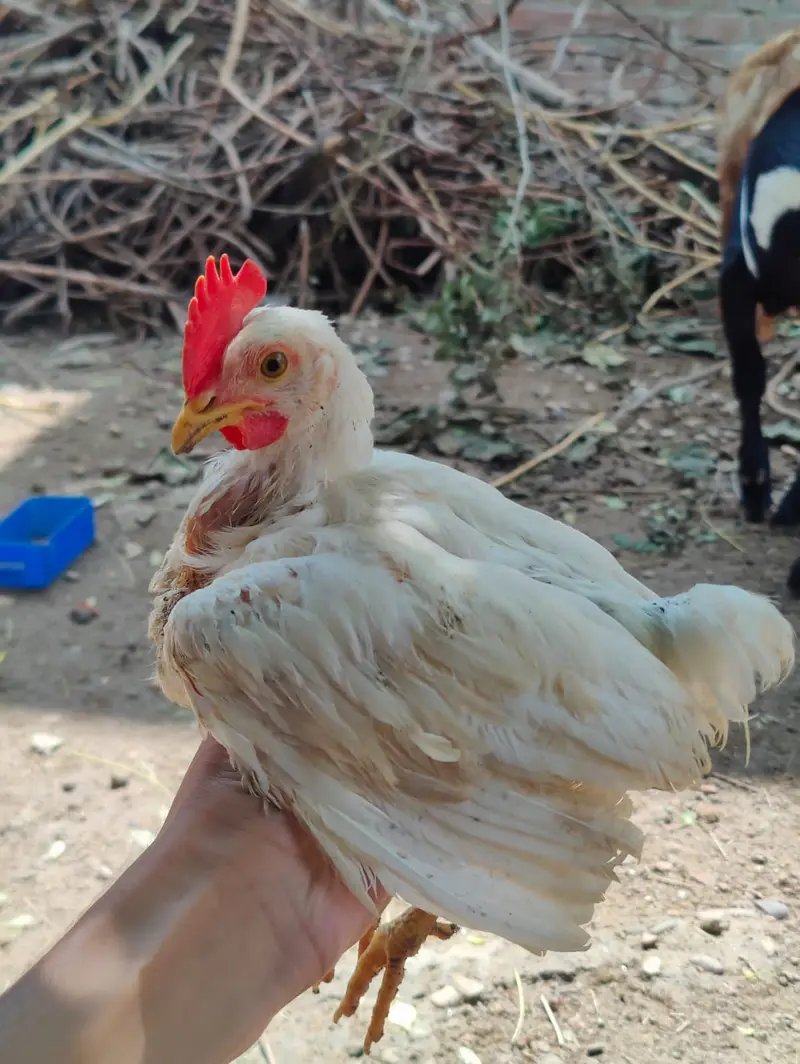 Brailer Full Healthy 6 Chick For sale — photo 3