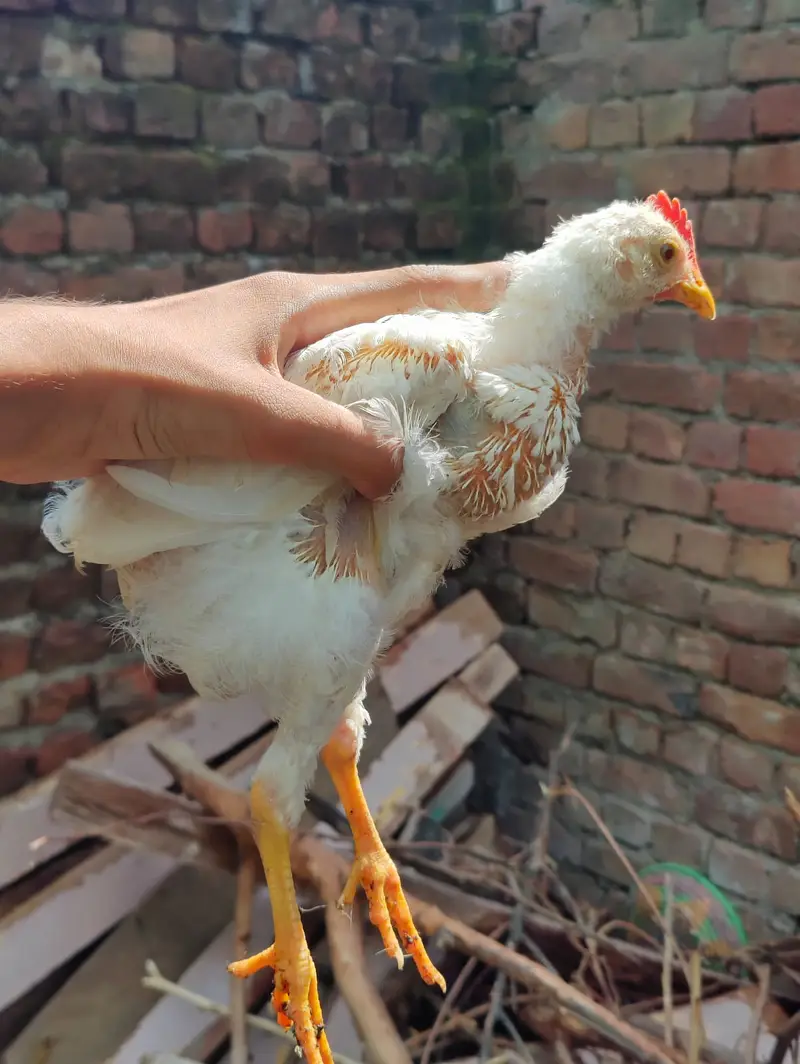 Brailer Full Healthy 6 Chick For sale — photo 4