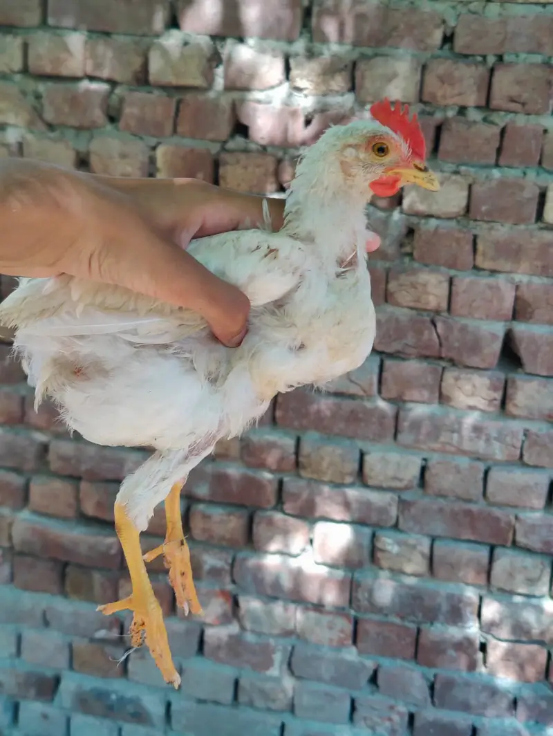 Brailer Full Healthy 6 Chick For sale — photo 5